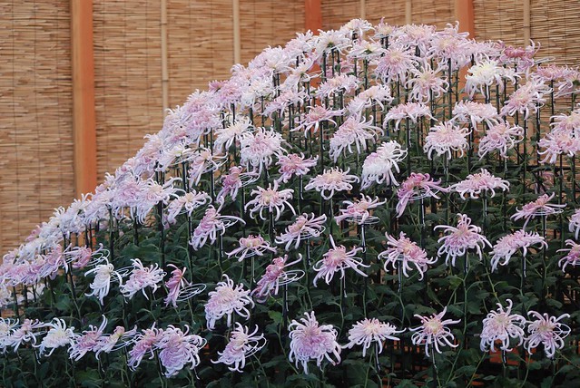 Kiku: The Art of the Japanese Chrysanthemum at the New York Botanical Garden