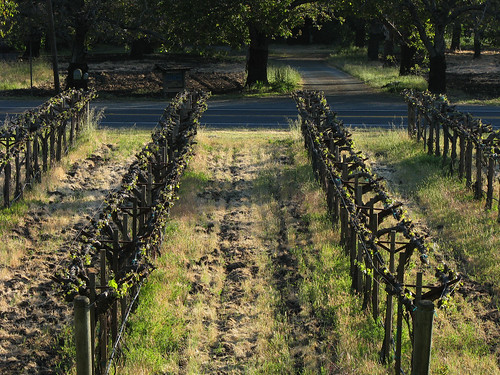 sunrise vineyard rows grapes napavalley napa goldstaraward