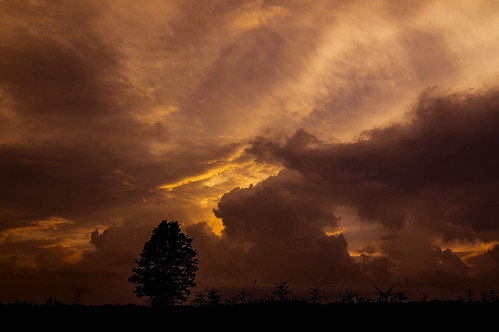 standing still against all odds by mariola aga, summer evening sunset sky clouds storm stormyweather meadow grass lonely tree silhouette nature theg