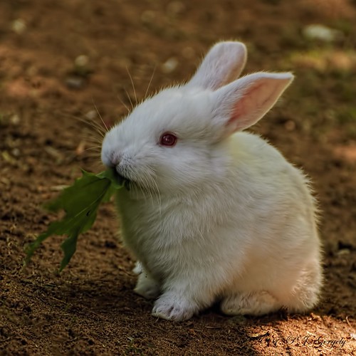 Baby Bunny @ Shubenacadie Wildlife Park (20070930-154523-PJG) by DrgnMastr