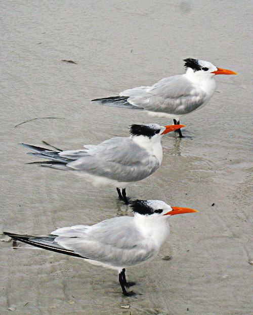 royal-terns