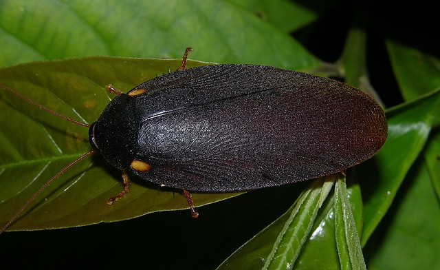 Yellow-shoulder cockroach (Nyctibora sp), Peruvian Amazon