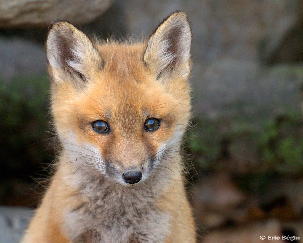 Red Fox Pup Wild 1 Of 16 I Went Hicking Today Along Th Flickr