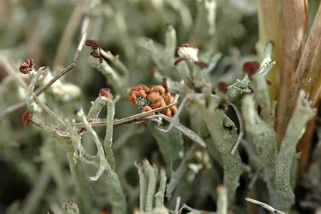 Cladonia subulata (Cup lichen / Kronkelheidestaartje) met apothecien