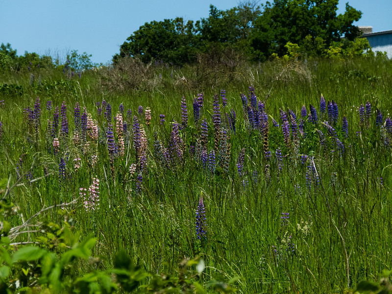 Lupins