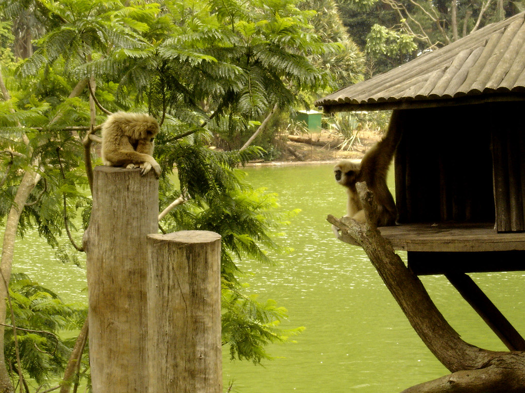 macaco albino, zoo - são paulo., Ana Sasso