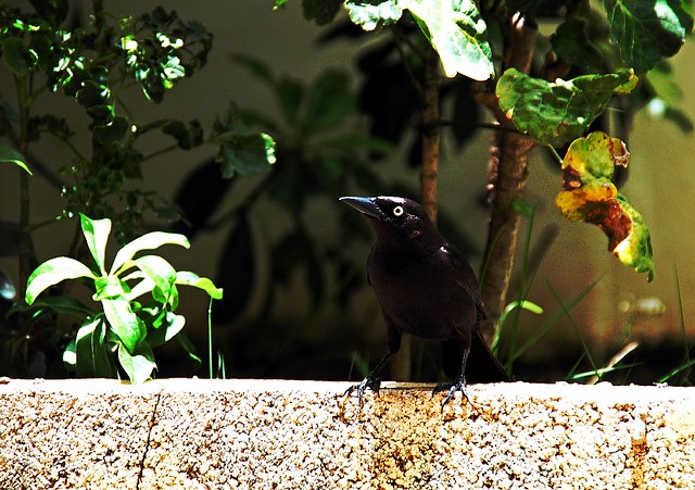One Blackbird