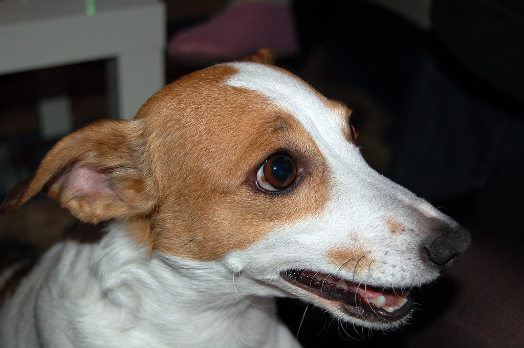 Schaken In de genade van Conserveermiddel milo hond van me ouders | tamarabakker | Flickr
