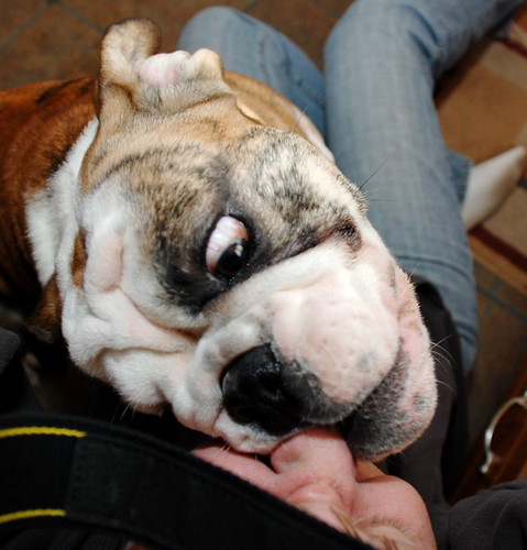 Bulldog attack! | by JewelMN
