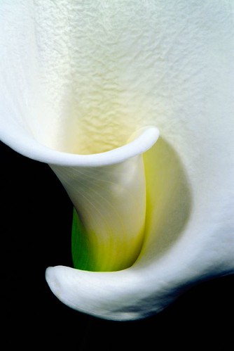 Calla - 7 | by cienne45