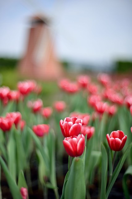 Tulip field 中社觀光花市