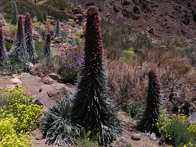 Pico Viejo o Montaña Chahorra Parque Nacional del Teide isla de Tenerife 132