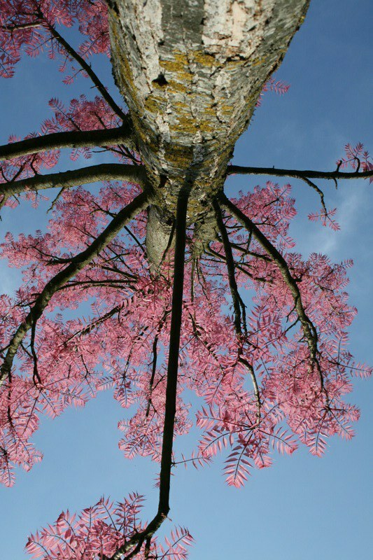 Arbres | Flickr