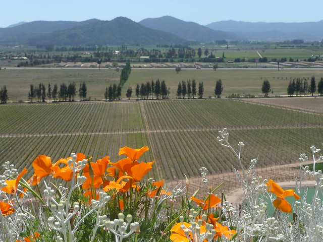 Indomita winery view
