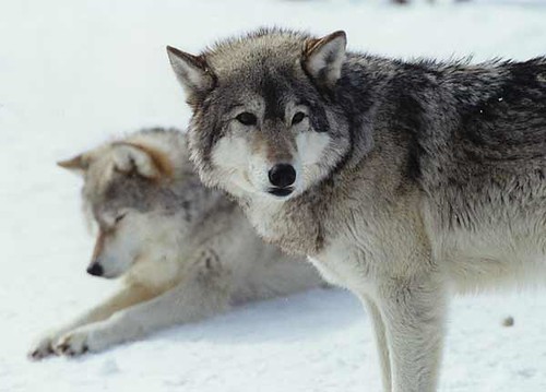 wolves1_F | by KakashiFanatic