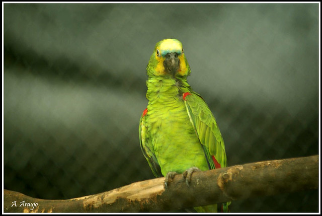 Série Picitacídeos 2 - Papagaio-verdadeiro (Amazona aestiva)