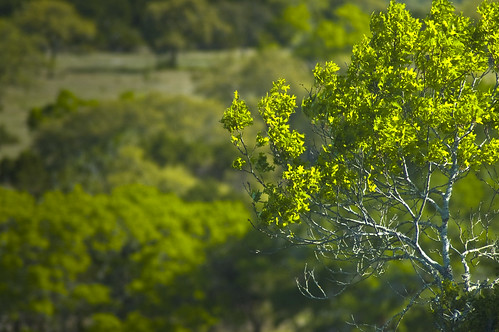 green leaves spring oak