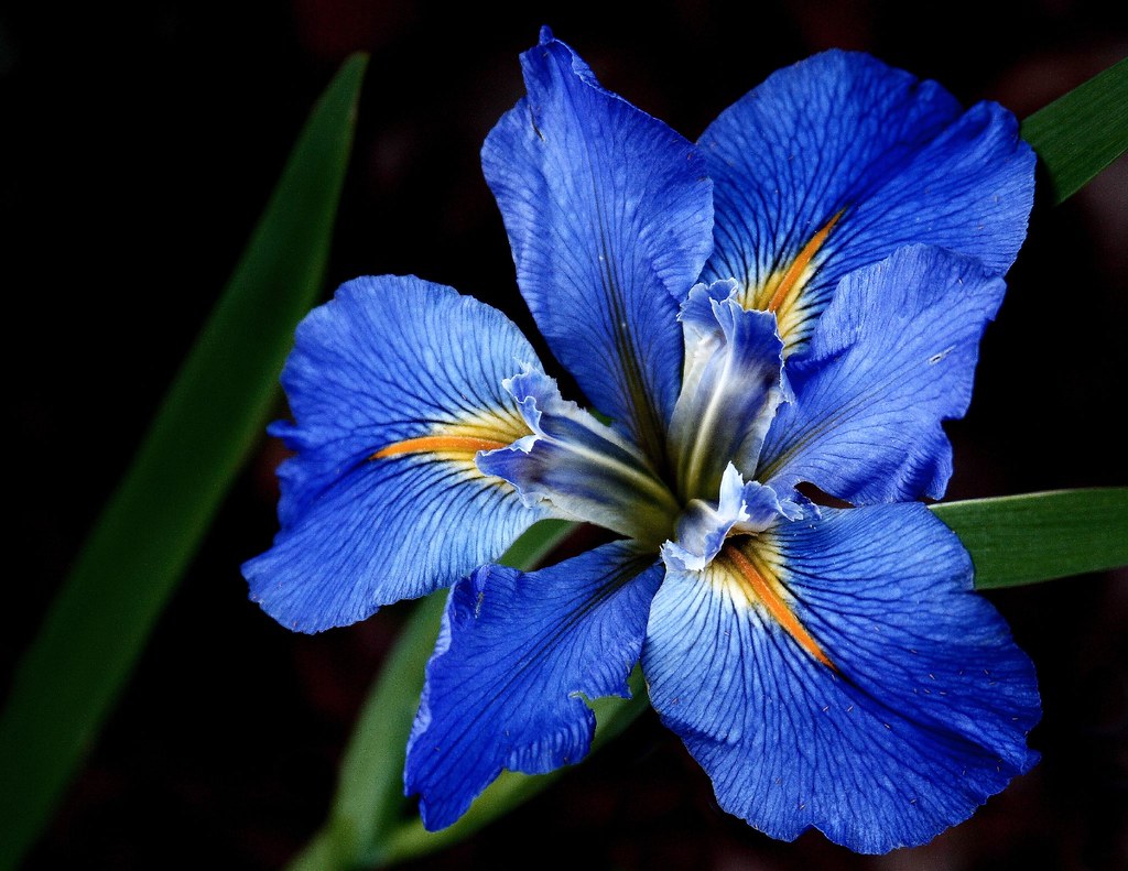 Blue Louisiana Iris, When the blue Iris starts blooming, yo…
