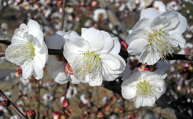 japanese flowering apricot,  'Omoi-no-mama'