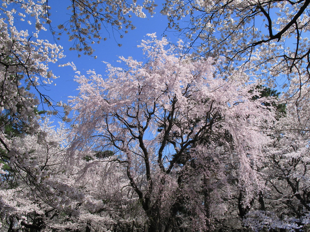 Gambar : ceri, musim semi, fukuoka, Jepang, mekar, berwarna merah muda ...