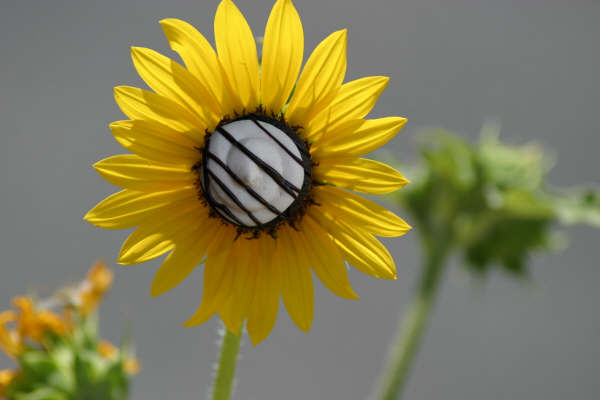 Our Mocha Java in a sunflower!