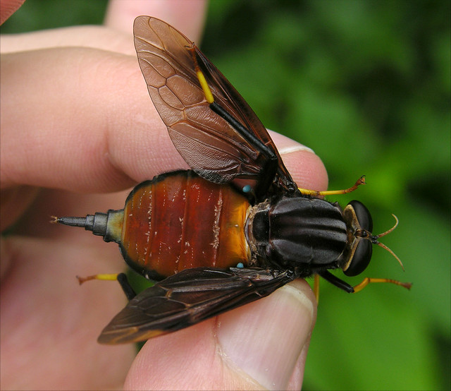 A giant wood-boring or timber fly (Pantophthalmus sp, Pantophthalmidae) in my hand, BCI, Panama