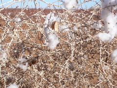 Cotton caught in a Tumbleweed