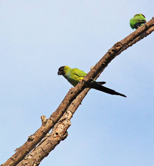 Black-hooded parakeets (Nandayus nenday), Costanera Sur, Buenos Aires