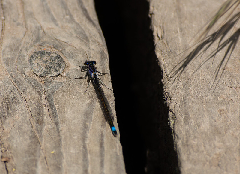 Blue-tailed damselfly