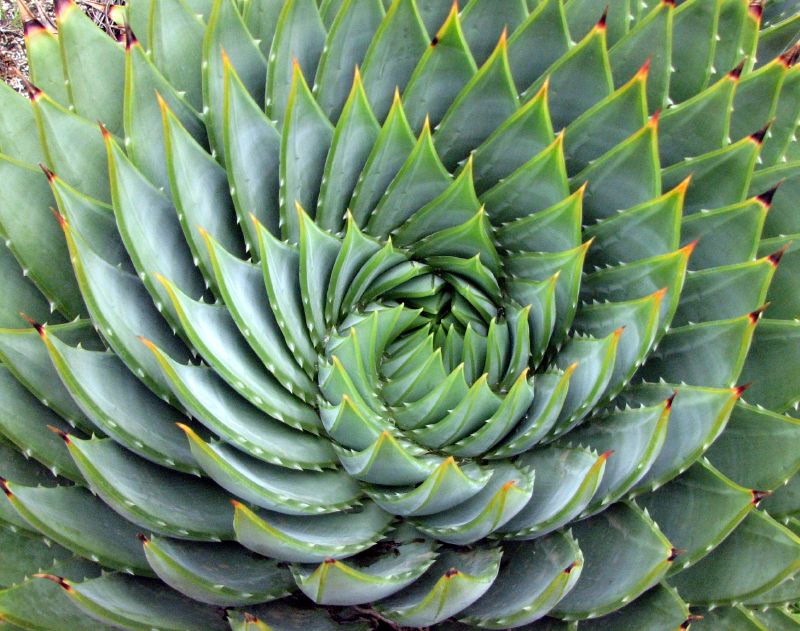 Aloe Plant