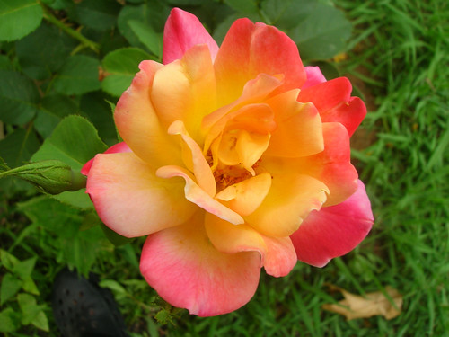 MULTI COLORED ROSE | I love to grow flowers, and roses are m… | Flickr