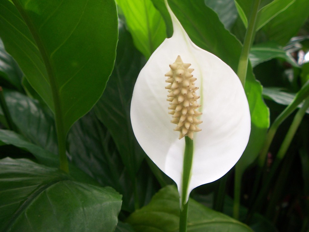 Spikes in a Shell