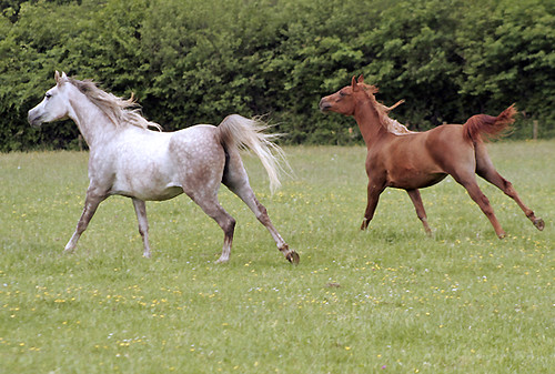 NOW THAT'S FREEDOM: THE WILD WEST