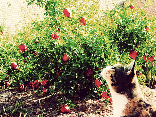 grandma cat photoshop canon persian iran kitty pomegranate persia iranian g6 ایران ایرانی گربه مادربزرگ پیشی انار bahram khorassan خراسان بهرام ورهران varahran bajestan بجستان