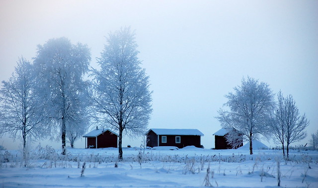 Swedish Winter Morning