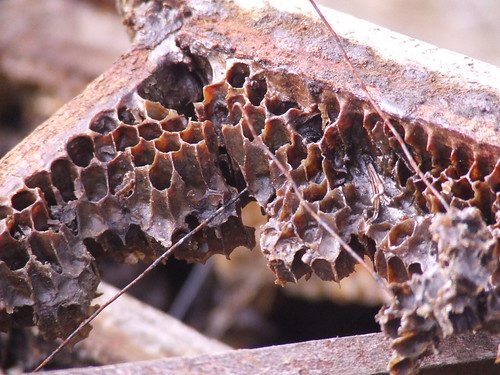 Honey Comb | by pointfive