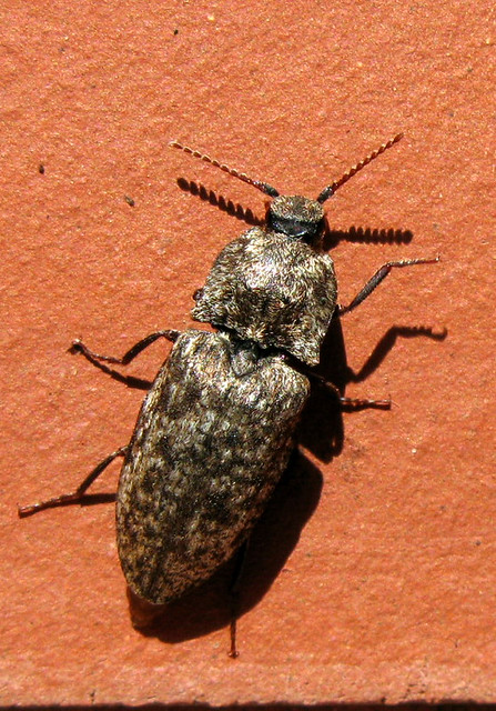Agrypnus murinus ( Adelocera murina )