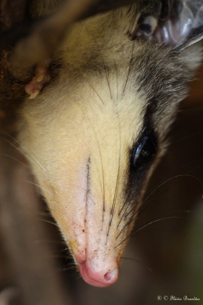 Série com um filhote de Gambá-de-orelha-branca, Saruê (Didelphis albiventris) - Series with the white-eared opossum - 13-05-2009 - IMG_9105