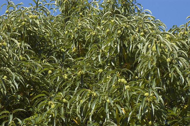 Castanea sativa (Fagaceae)