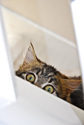 Peek! | by Lisa Percival
