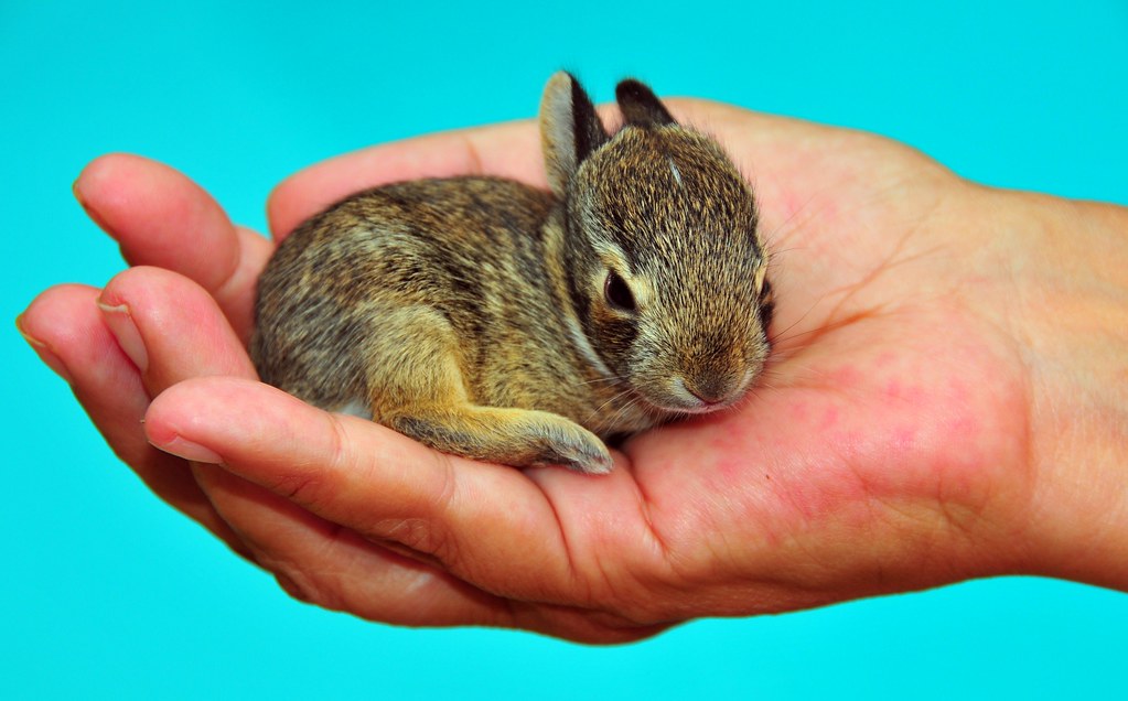 A Wild Baby Rabbit by Jeff Clow