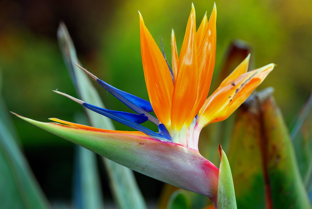 Strelitzia reginae | Flowers are perfect to study photograph… | Flickr