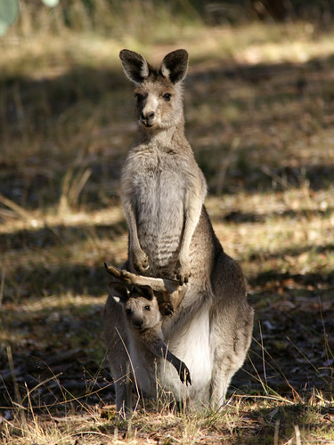 Kangaroop Eastern Grey Kangaroo (Macropus giganteus) | Goorooyarroo Na… | Flickr
