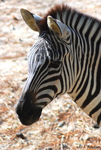 Plains Zebra - Equus quagga