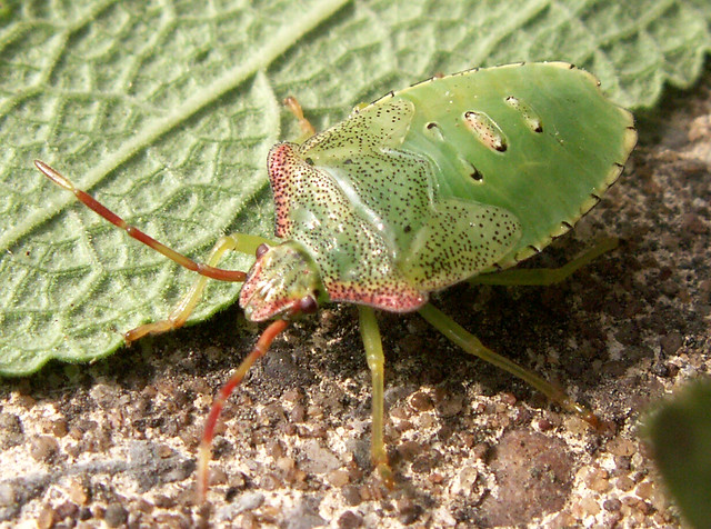 Acanthosomatidae - Acanthosoma haemorrhoidale - Hawthorn shieldbug