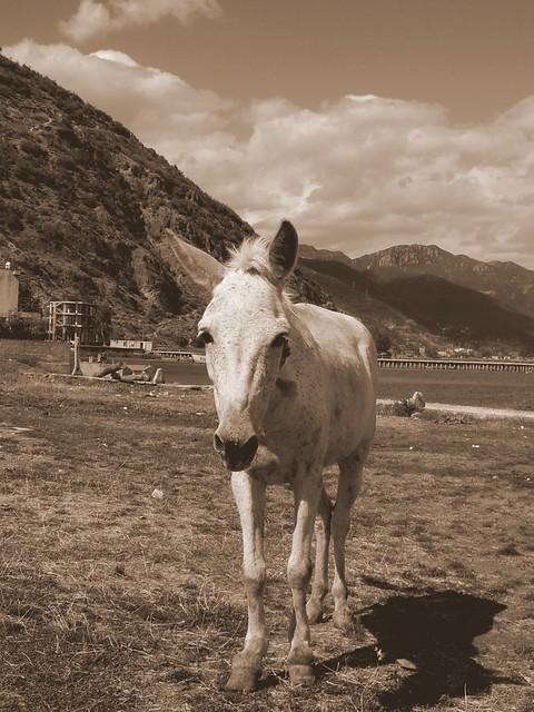 albanian horse