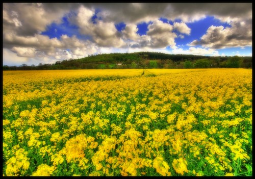 BILLOWING SOFTNESS - RAPESEED - CLOUDS by Wiffsmiff23 AWPF