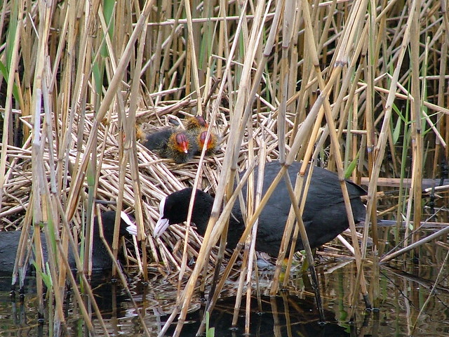 London Wetland Centre - Moor Hen Chick - Sunday April 22nd 2007