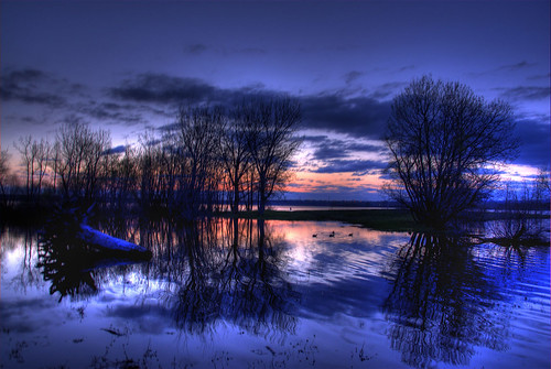 blue trees lake color reflection water birds animal silhouette clouds sunrise geese colorado colorful denver goose goslings chatfield hdr littleton photomatix outstandingshots 200704 impressedbeauty
