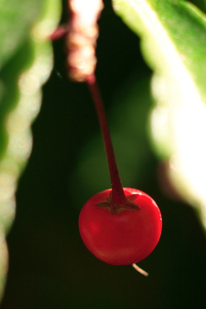 small red point
